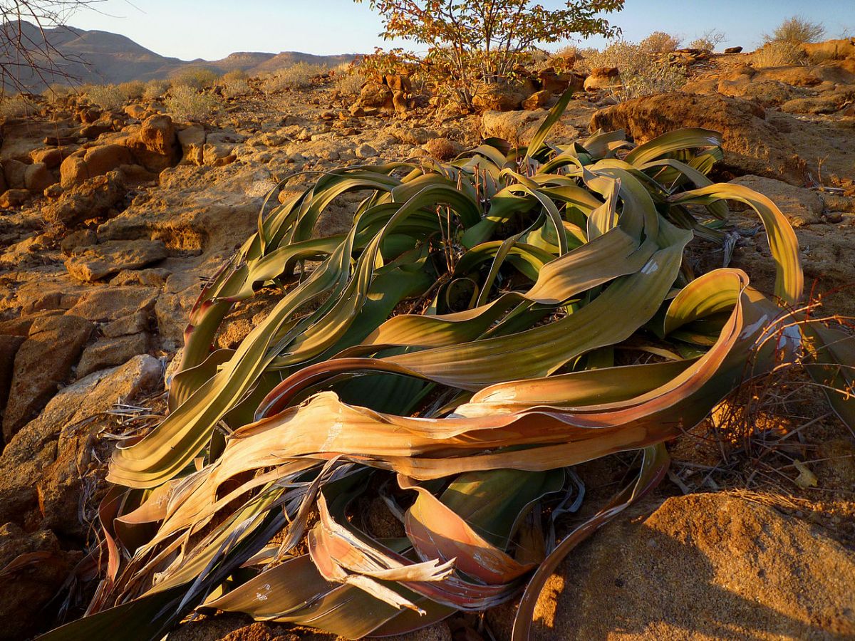 Die Blätter der Welwitschia mirabilis können zwischen 2.5 und 6 Meter lang werden. Am Blattende sterben sie ab und verwittern. (Bildquelle: © Nanosanchez / wikimedia.org / CC BY-SA 3.0)
