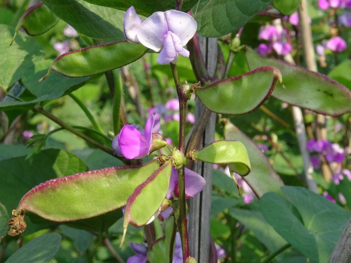 Bohnenblüte: Sogenannte Waisenpflanzen wie die Helmbohne (Lablab purpureus) könnten zukünftig eine wichtige Rolle für die globale Ernährungssicherheit spielen. (Bildquelle: © Jing / Pixabay)