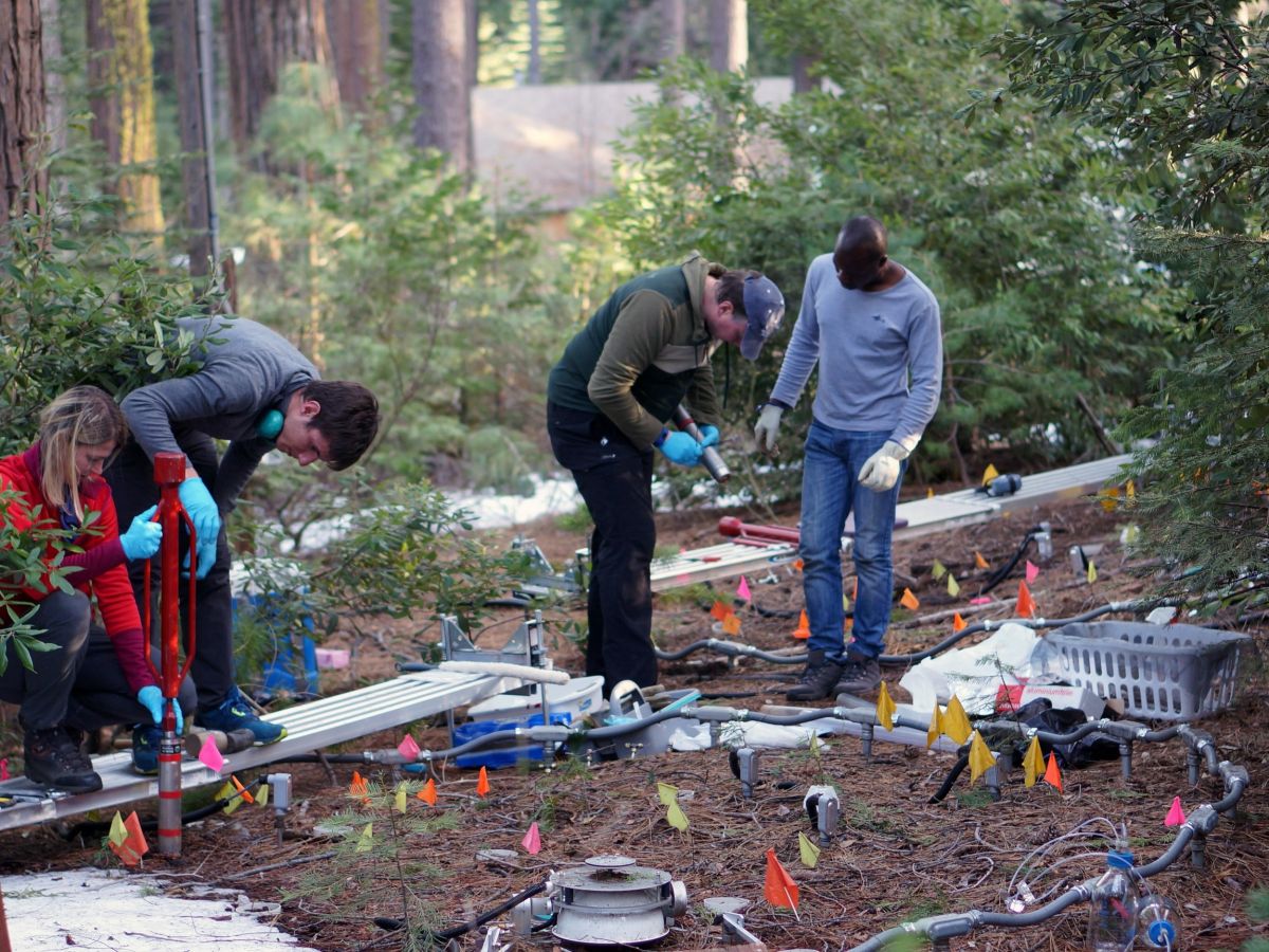 Das Forscherteam der Universität Zürich entnimmt Bodenproben im Sierra Nevada National Forest.
