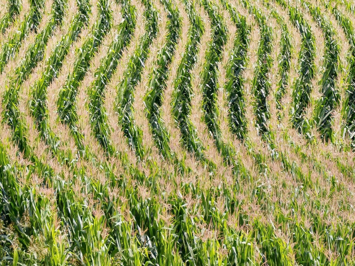 In Spanien müssen beim Anbau von Bt-Mais um die Felder Refugienflächen mit konventionellem Mais anlegt werden. Damit konnte eine Resistenzentwicklung bei den Schädlingen bislang verhindert werden.

