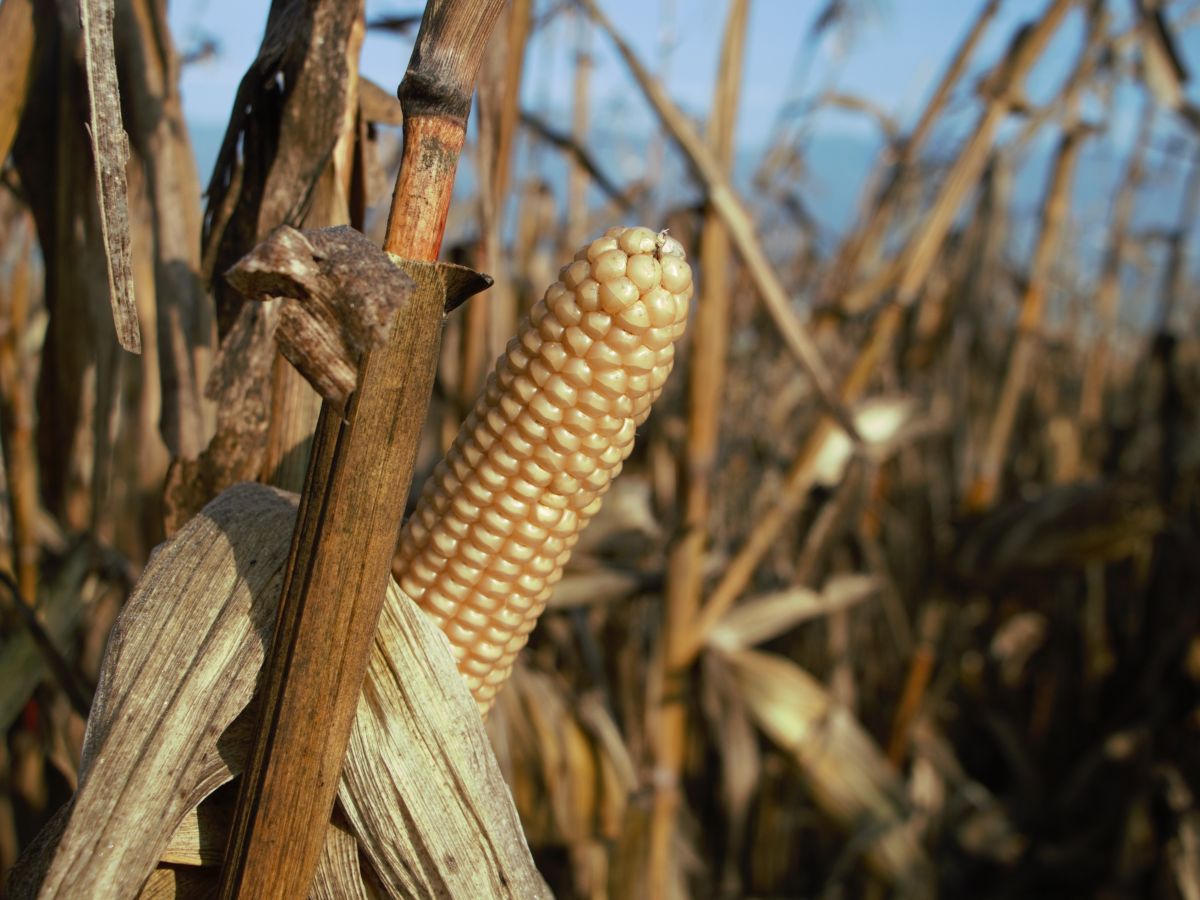 Moderner Mais soll mit den Genen seines Vorfahrens – dem Gras Teosinte – fit für den Klimawandel gemacht werden. (Bildquelle: © Ribelmais / Wikipedia, CC BY-SA 4.0)