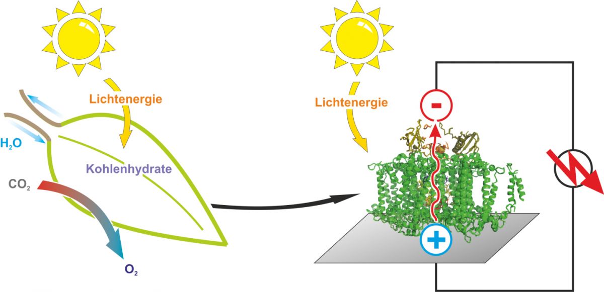 Während natürliche Blätter Lichtenergie in Biomasse umwandeln, wandeln Solarzellen sie in elektrischen Strom um.
