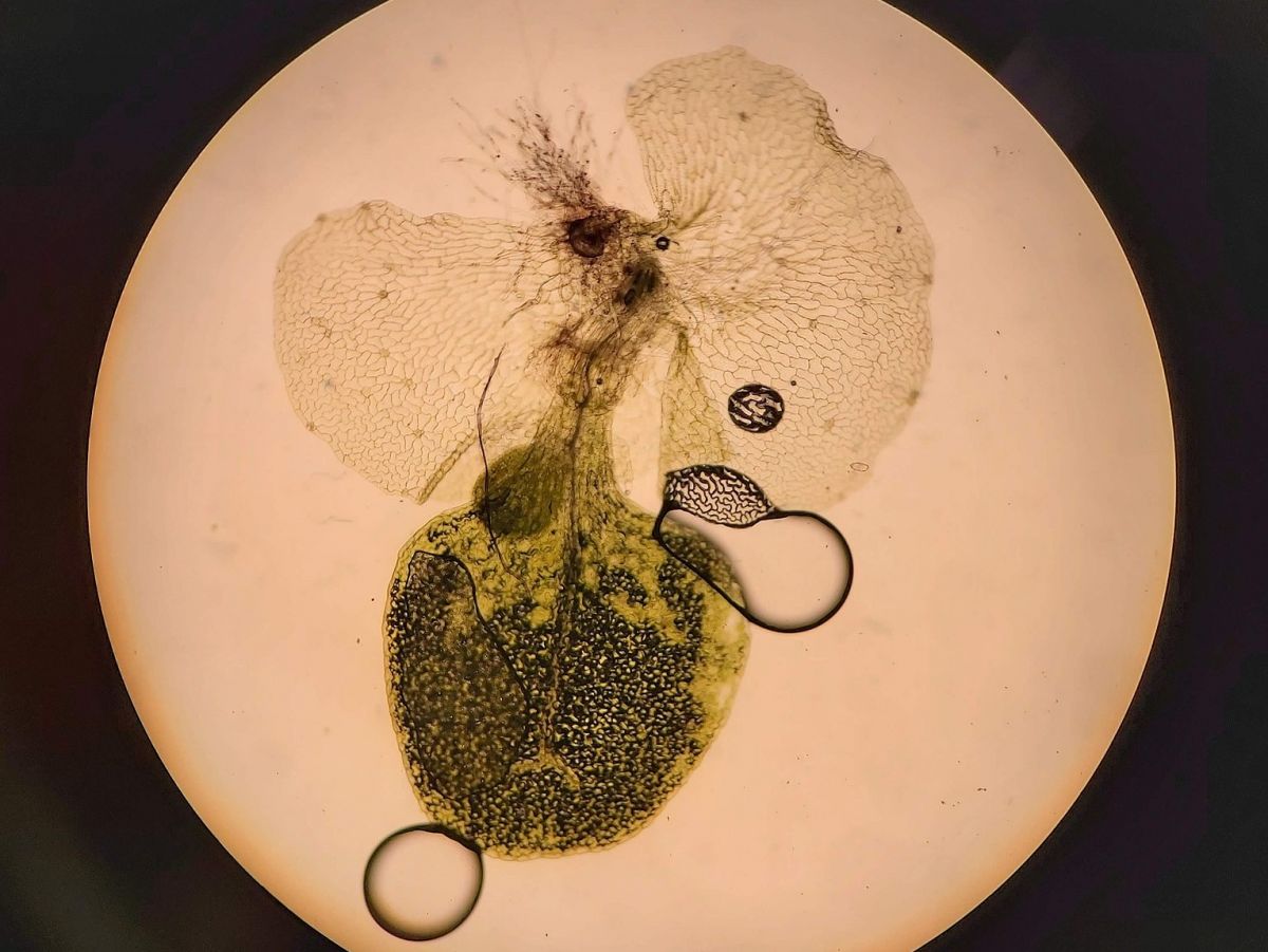 Der aquatische Farn Ceratopteris richardii unter dem Mikroskop. Er ist klein, wächst sehr schnell und vermehrt sich gut in Zellkultur. Daher ist diese Pflanze als Modellorganismus für die Grundlagenforschung beliebt.
