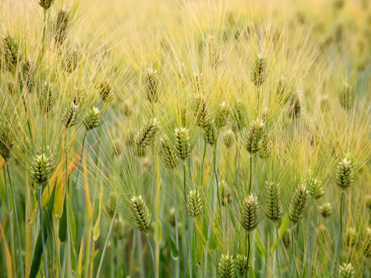 Gerste ist weltweit das viertwichtigste Getreide. (Bildquelle: © Cliff/Wikimedia; CC-BY-2.0)