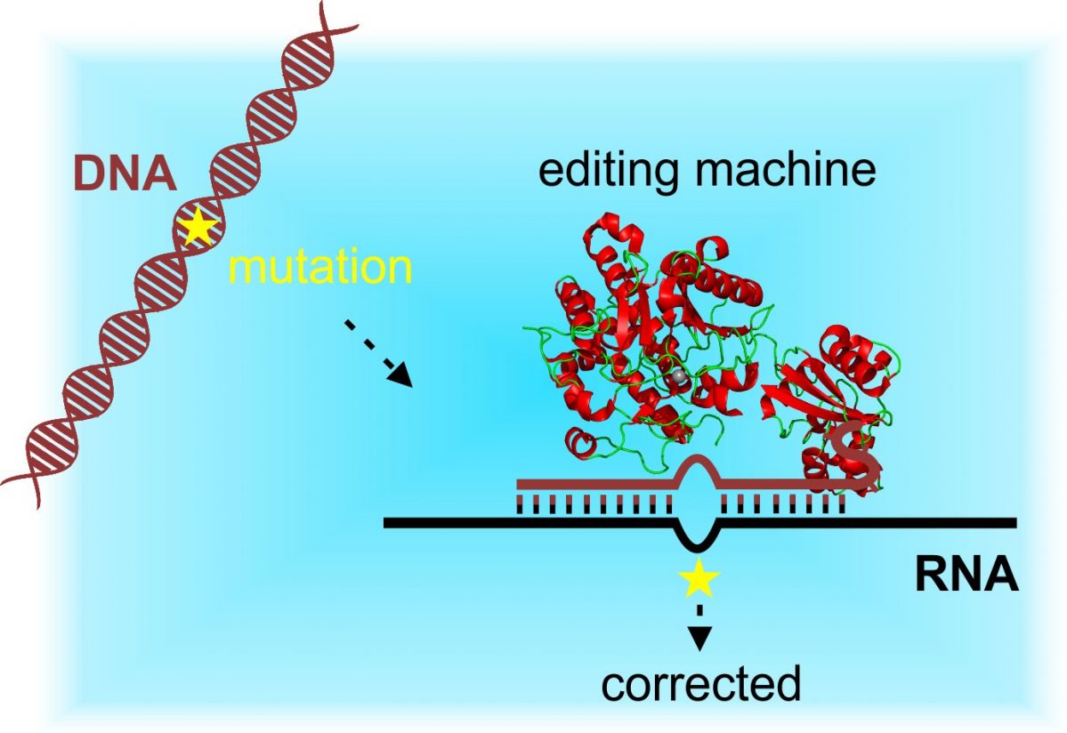 Schema zum Konzept der zielgerichteten RNA-Editierung: Die Arbeitsgruppe von Professor Thorsten Stafforst entwickelte eine Editierungsmaschine, die es ermöglicht, krankheitsverursachende Mutationen durch RNA-Editierung zu reparieren. 