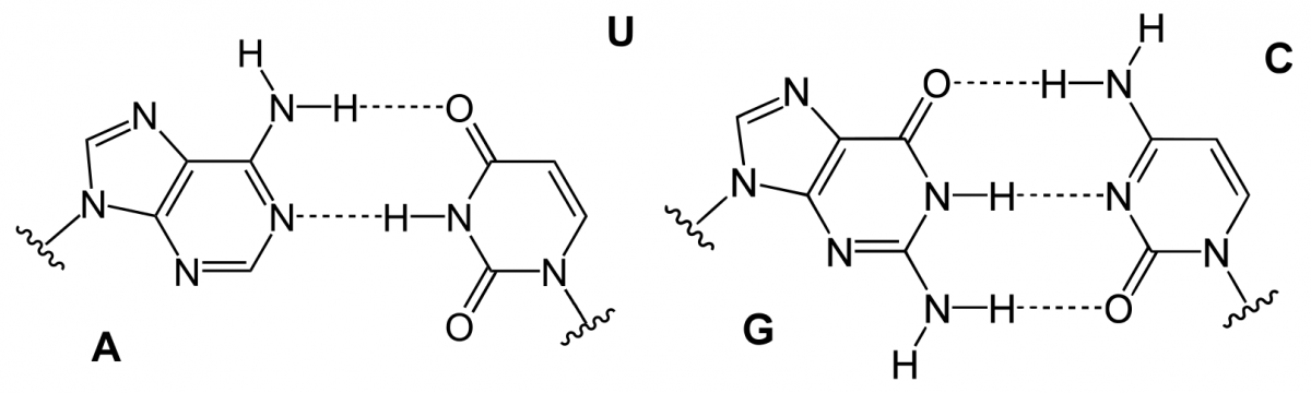 Basenpaare der RNA: A-U (Adenin und Uracil) und G-C (Guanin und Cytosin)