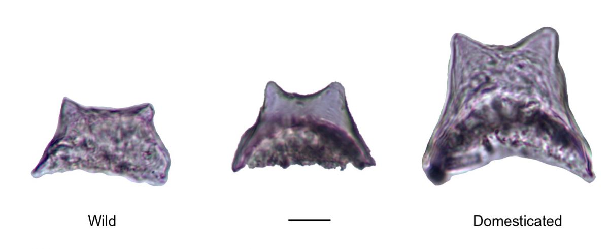 Zunahme der Größe der Phytolithe: vom Wildreis (links) zum domestizierten Reis (rechts). 