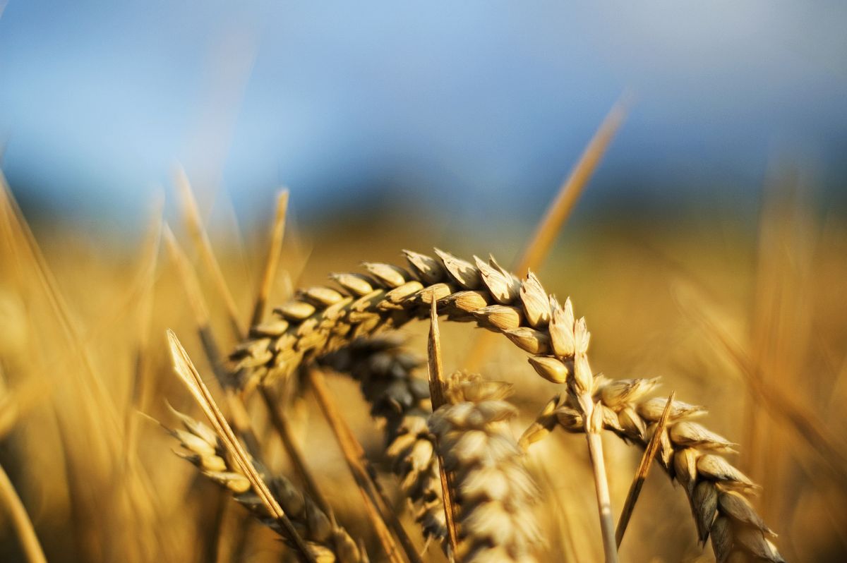 Weizen ist eine der wichtigsten Kulturpflanzen weltweit. (Bildquelle: © kissyfurr/iStock/Thinkstock)