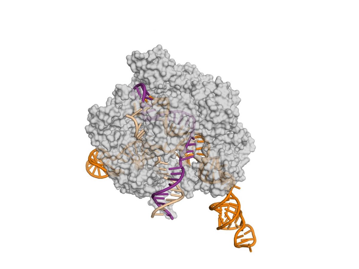 Cas9 (grau) und hat ein spezifisches DNA-Stück (lila) erreicht, an das es andockt, bevor es zur Tat schreitet. Zu diesem DNA-Stück wird es durch die Guide-RNA (orange) geleitet. (Bildquelle: © Fuguo Jiang, UC Berkeley)