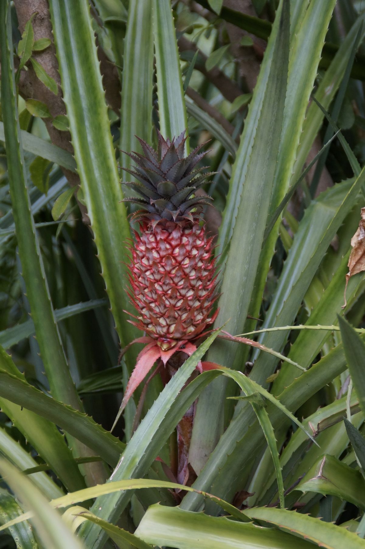 Die Rote Ananas diente den Forschern als Referenz für den Vergleich zu modernen Sorten.
