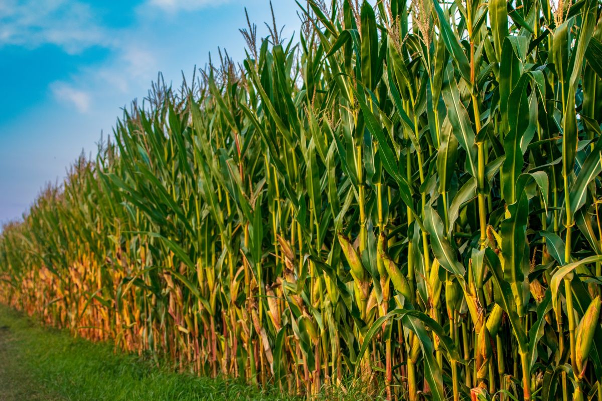 In der Vergangenheit führte die steigende Nachfrage für Mais zu einer stetig dichteren Bepflanzung der Felder. (Bildequelle: © Torsten Pretzsch/Pixabay/CC0)