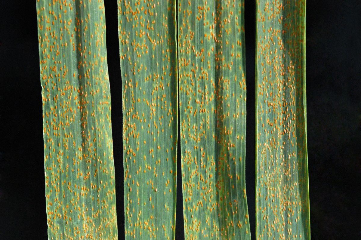 Blattrost: Erkennungsmerkmal sind die staubig, rot-orange bis rotbraunen Sporen, die fast die gesamte obere Blattoberfläche bedecken können. (Bilquelle: © Photo by James Kolmer, USDA Agricultural Research Service; public domain)