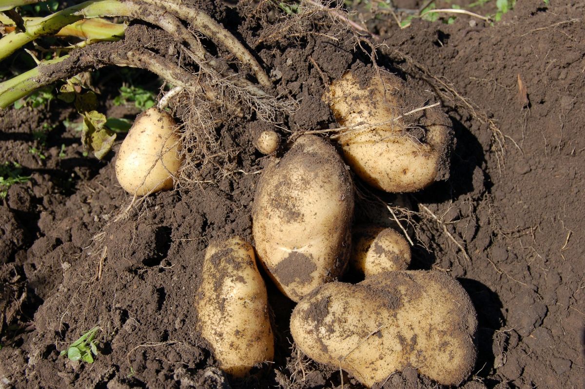 Die ersten Kartoffeln in Europa entwickelten zunächst nur im Spätherbst Knollen. In den Anden hatten sie sich an kurze Tageslängen angepasst. In Europa blieb den Knollen nur wenig Zeit zum Wachstum, bevor sie vom ersten Frost überrascht wurden. 