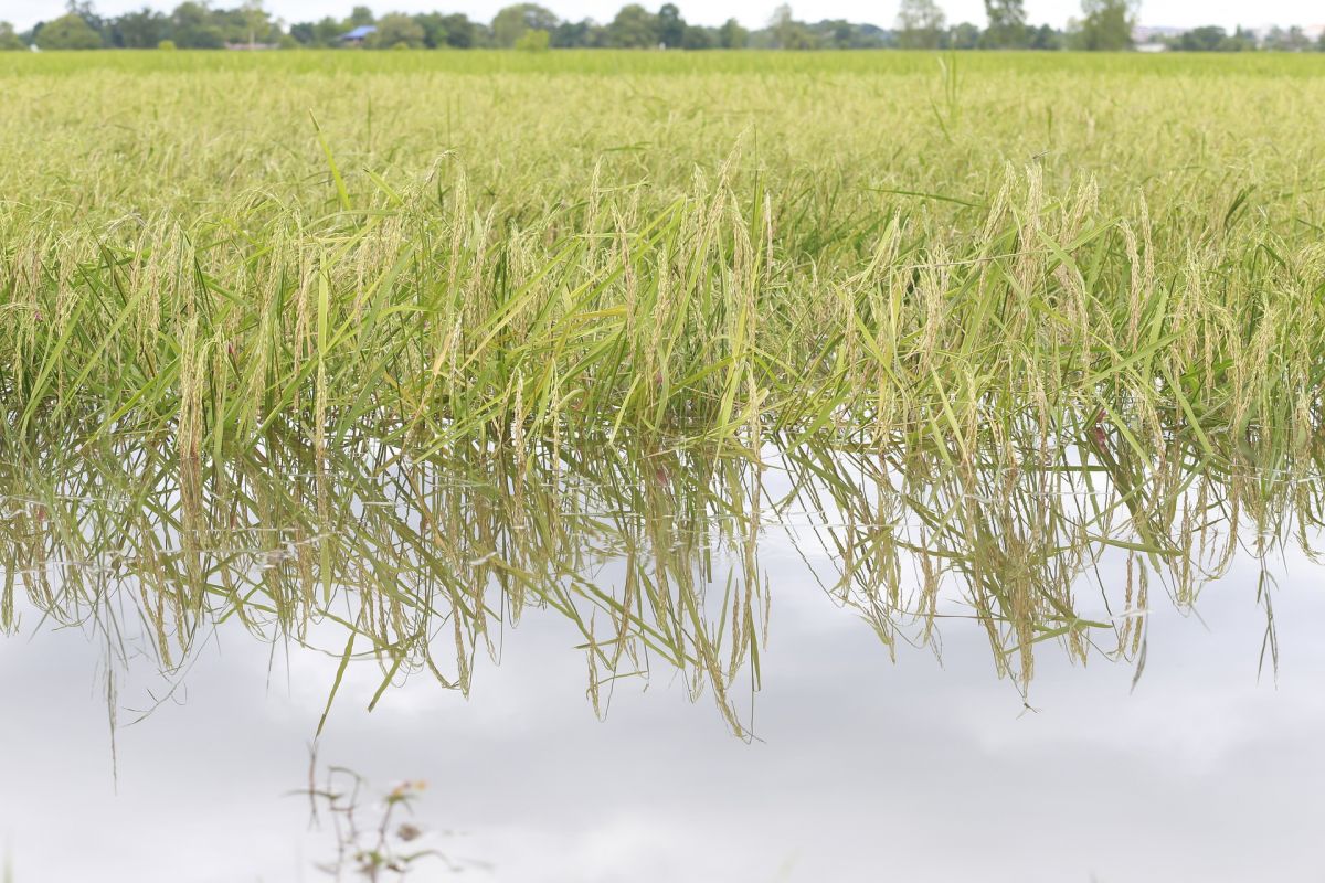 Reis mag's nass: Seine genetischen Anpassungen ermöglichen es, auch bei überschwemmtem Boden gut zu gedeihen. (Bildequelle: © toowpdesign1/Pixabay/CC0)