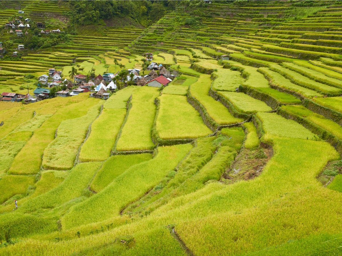Reisterrassen von Batad – eine Weltkulturerbe-Landschaft im Norden der Philippinen. Eine weitere nachhaltige Nutzung trägt zum Erhalt der Agrobiodiversität bei und zum Schutz artenreicher Bergwälder. (Bildquelle: © André Künzelmann / UFZ)