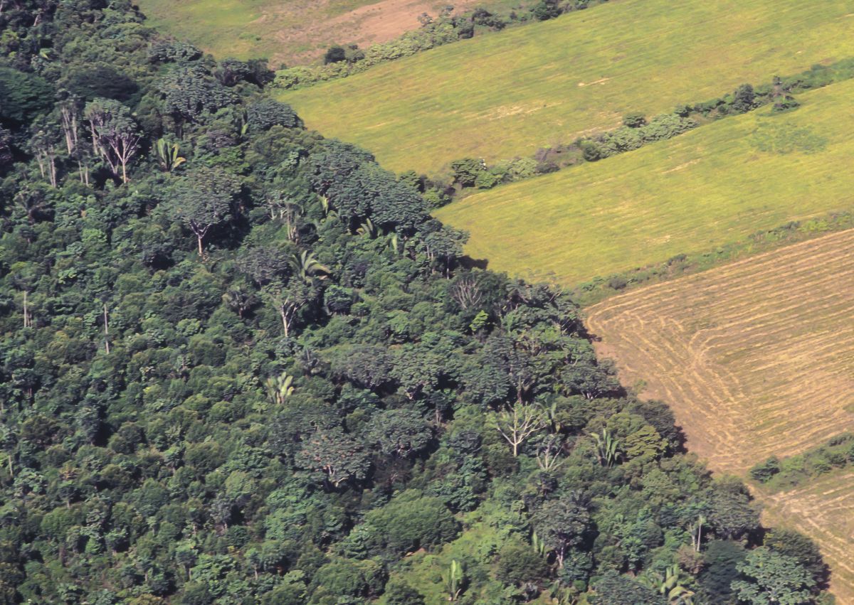 Die Zerstörung von Regenwald muss gestoppt werden, denn Wälder dienen als wichtige CO2-Senken.
