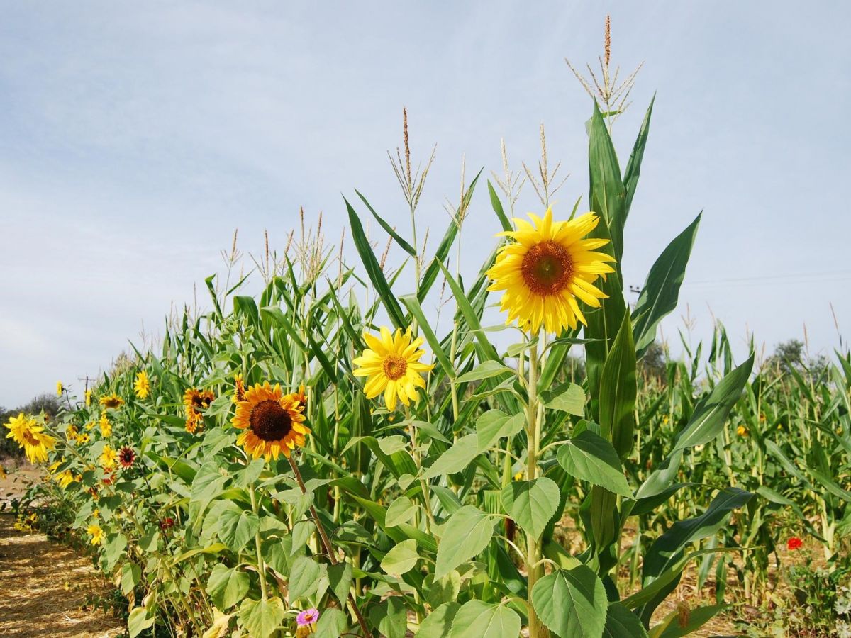 Mischkultur: Anbau von verschiedenen Feldfrüchten in Reihen verringert den Schädlingsdruck. (Bildquelle: © Anna Aguila / Pixabay)