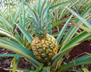 Trockenheit - Ananas - Bildquelle: Cornerstone/ pixelio.de