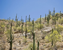 Trockenheit - Saguaro-Kaktus - Bildquelle: Ken Bosma/ wikimedia.org/ CC BY 2.0
