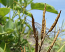 Bitterstoffe & Gifte - Der Schwarze Senf produziert in seinen Samen das Senföl - Bildquelle: © Forest & Kim Starr / wikimedia.org/ CC BY 3.0