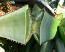 Cuticula & Lotus-Effekt - Sukkulenten sind die Dickhäuter unter den Pflanzen. Die weißlich schimmernde Schicht ist die Cuticula. - Bildquelle: (c) Raul654/ wikimedia.org/CC BY-SA 3.0