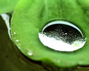 Cuticula & Lotus-Effekt - Dank des Lotus-Effekts perlt nicht nur Wasser ab, sondern auch Schmutz, Sporen und Bakterien - Bildquelle: Moritz Holzinger / wikimedia.org / CC BY-SA 3.0