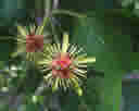 Die weißen Punkte auf den Blättern der Passionsblume sehen aus wie Schädlinge - Bildquelle: © Hans B. / wikimedia.org / CC0