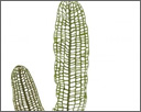 Programmierter Zelltod - Die Modellpflanze zur Erforschung des programmierten Zelltods ist die Madagaskar-Gitterpflanze  - Bildquelle: © Adrian Dauphinee