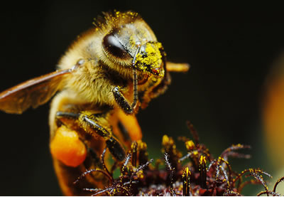 Biene bestäubt Blüten
