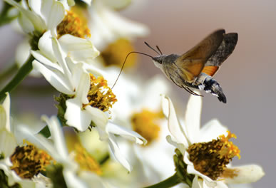 Schmetterlinge bestäuben Blüten
