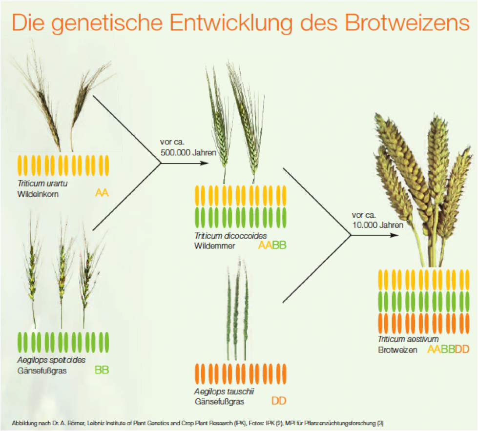 Genetische Entwicklung des heutigen Brotweizens - Bildquelle: IPK Gatersleben (2), MPI für Pflanzenzüchtung (3)