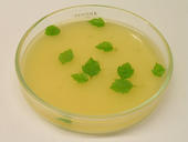 Kleine Apfelblätter in Bakterienlösung: Die gentechnische Transformation der Apfelpflanzen wird mit Hilfe von Agrobacterium tumefaciens vorgenommen.