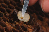 Entnahme einer Honigbienen-Larve aus einer Brutwabe.