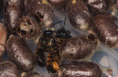 Kokons der Mauerbiene (osmia rufa)