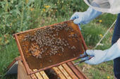 Pollenentnahme aus Honigbienenwabe