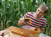 Wissenschaftler der Universität Würzburg untersuchen, ob Bt-Mais Honigbienen schadet.