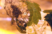 Junge, frisch geschlüpfte Schmetterlingslarven fressen an einem Brennnesselblatt.