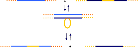 Homologe Rekombination: Austausch eines nicht-homologen DNA-Abschnitts 