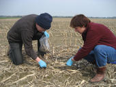 Nach der Ernte werden  die auf dem Feld verbliebenen Pflanzenreste aufgesammelt, um den Streuabbau und die daran beteiligten Mikroorganismen zu untersuchen.