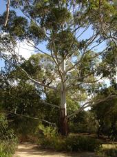 Eukalyptus grandis