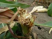 Fraßspuren an einer abgebrochenen Maispflanze