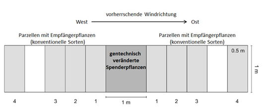 Auskreuzungspotenzial von Weizen, Schweizer Studie