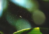 Pollen in einem Spinnen-Netz