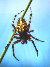 Radnetzspinne: Die Spinnen kommen in Berührung mit dem Bt-Toxin über den Pollen, der an ihren Beutetieren haftet. 