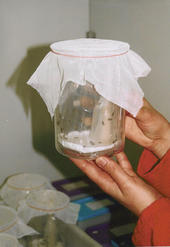 Insektenanzucht. Traubenwickler legen ihre Eier auf Folie ab. Für die umfangreichen Laboruntersuchungen ist die Anzucht von Insekten erforderlich.