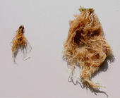 Wurzeln mit (rechts) und ohne (links) Mykorrhiza Die Wurzeln sind mit einem Getreidepathogen infiziert. 