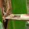 Fraßspur einer Zünslerlarve im Stängel einer Maispflanze